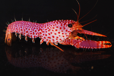 purple lobster price